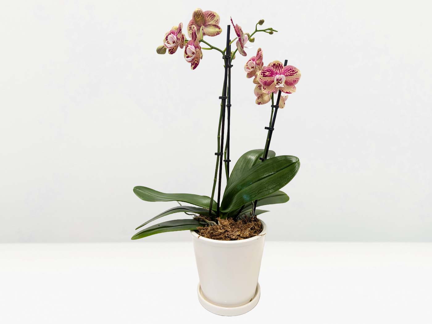 Potted Orchid Plant